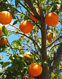 Meyvelere ekolojik, temiz, kansorejen madde içermeyen yüksek vitamin ve besleyici değerlere sahip özellikler kazandırır.