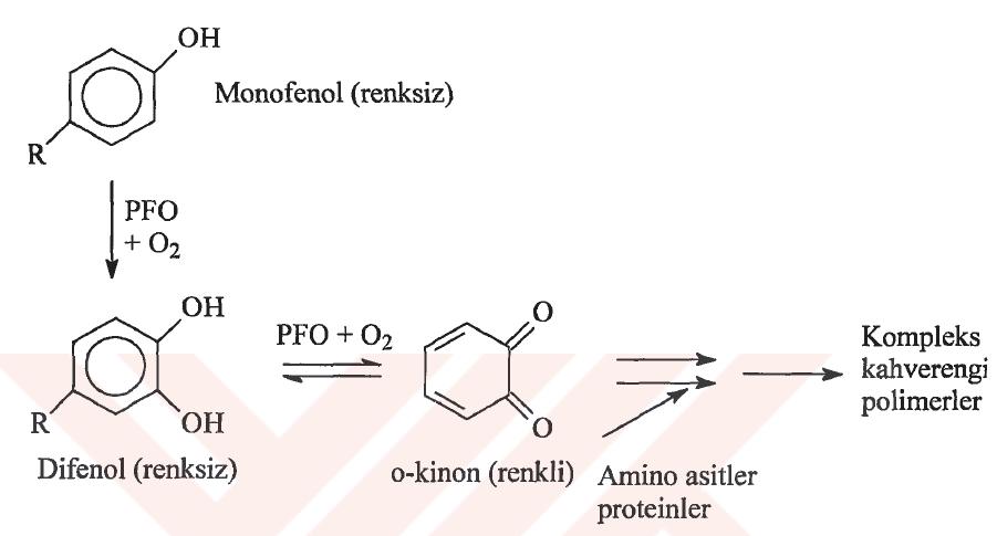 ġekil 1.1 Enzimatik kararmada polifenol oksidazın rolü Enzimlerin miktarı, aktiviteleri esas alınarak belirlenir ve enzim ünitesi (E.Ü) cinsinden verilir.