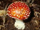 Amanita türleri Amanita muscaria: Çayır mantarı, zehirli mantar veya deli mantarı olarak bilinir.