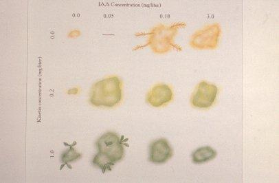 22 2.6.6 İn-vitro Köklendirme İn-vitro köklendirme genellikle substrat olarak agarlı besi ortam kullanılarak yapılmaktadır (Tilkat, 2003).