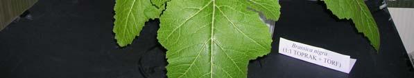 5). 2.9 Biyolojisi 2.9.1 Vejatatif Özellikleri Genel olarak siyah hardal olarak bilinen Brassica nigra, boyu 0.6 m den 1.