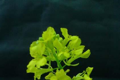 25 Çiçek sapı 1.3 mm uzunluğunda ve meyveyle birleşiktir. Sepaller 4 tane olup yeşilimsi-sarıdır ve 4 mm uzunluğundadır (3).
