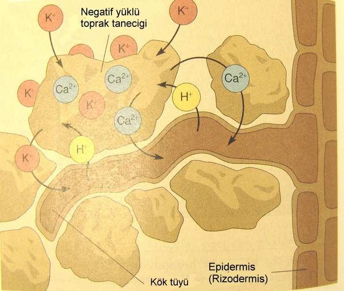 topraktaki mineral maddeler, köklerin epidermisi ve korteksinde