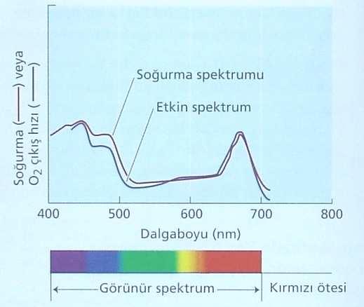 en yüksek ışık absorpsiyonu 450 µm, klorofil b için ise 500 µm dalga boylarıdır.