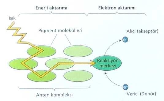 Şekil 6.4. Anten kompleksi (Taiz ve Zeiger, 2002) 2.