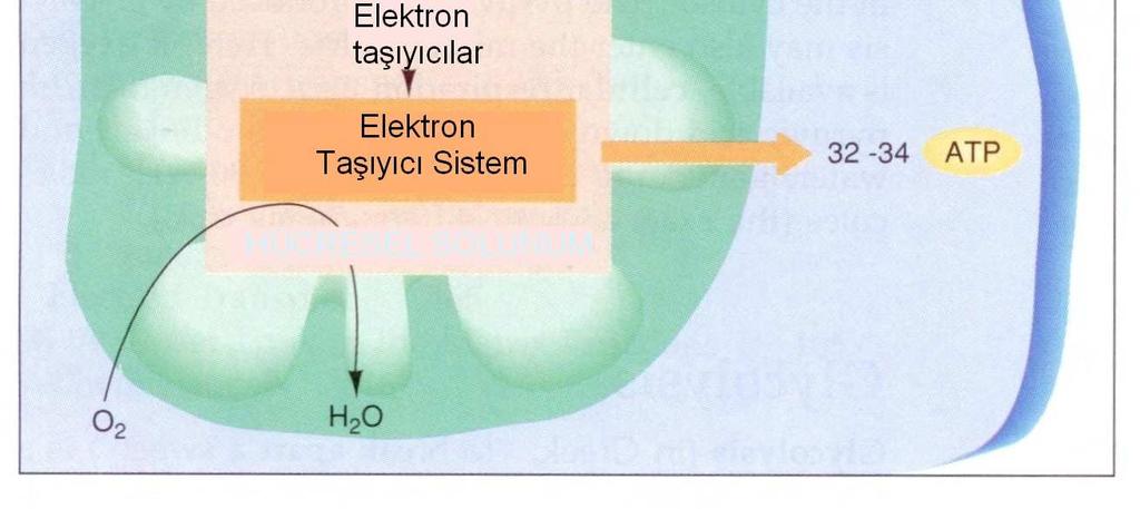 Daha sonraki reaksiyonlar sonucunda sitrik asit meydana gelir. Döngüde üç yerde CO2 çıkışı olur.