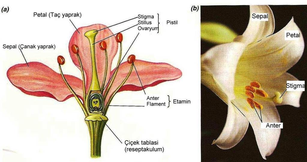 Şekil 1.6. Angiospermlerde erselik bir çiçek (Audesirk ve Audesirk, 1993) Çiçekler; ya tek tek sürgünler üzerinde yer almışlar ya da birçoğu bir arada kurullar oluşturmuşlardır.