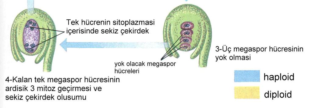 Generatif hücreler, yumurta hücresine ulaştıktan sonra, bunlardan bir tanesi yumurta hücresini döller ve 2n kromozomlu zigotu oluşturur, diğeri yok olur.