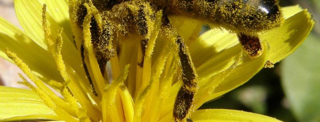 gerçekleşir. Angiospermlerde polenlerin dişi çiçeklerin stigmasına ulaşması (Tozlaşma) değişik yollarla meydana gelmektedir.