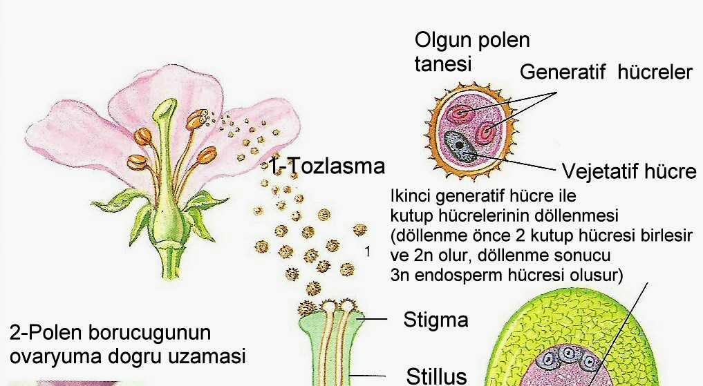 Şekil 1.11. Angiospermlerde tozlaşma ve döllenme (Audesirk ve Audesirk, 1993) Polen stigmaya konduktan sonra stigmadan su emer ve polen tüpünü (polen borucuğunu) oluşturmaya başlar.