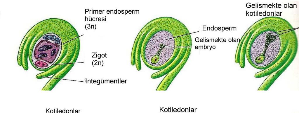 kısmındaki hücrelerden, gövdecik mikropilin aksi tarafındaki hücrelerden, çenek yapraklarda yan hücrelerden meydana gelirler (Şekil 1.12).