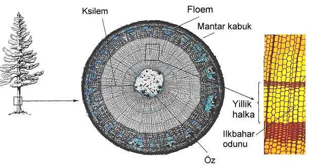 Kambiyumdan gelişen hücrelerin çeperlerinde selülozdan başka odun olarak da adlandırılan lignin maddesinin dolmasıyla, sert ve dayanıklı bir yapı oluşmaktadır.