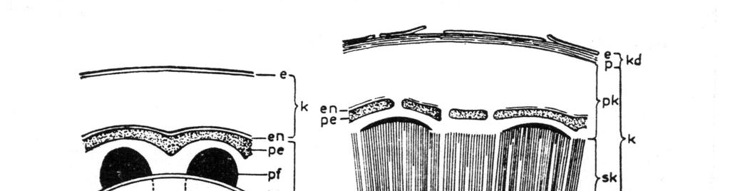 Kabukta sekonder kalınlaşma: Primer yapı tamamlandığında dışarıdan içeriye doğru Dermatojen (sonradan epidermisi verecek olan doku), Periblem (yeşil kabuk ya da ilk kabuk) ve Plerom (merkezi