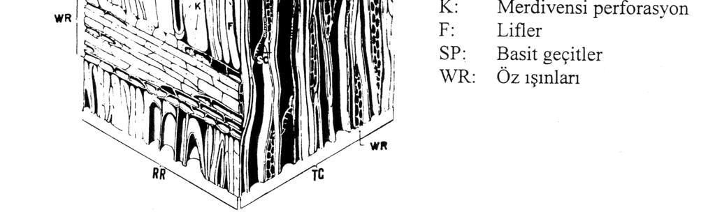 denmektedir (Örneğin Salix, Populus, Fagus, Carpinus, Betula gibi taksonlar). Şekil 1.39. Angiosperm odunu üç boyutlu görünüşü (Fritts, 1976) Angiospermlerde desteklik görevini lifler üstlenmiştir.