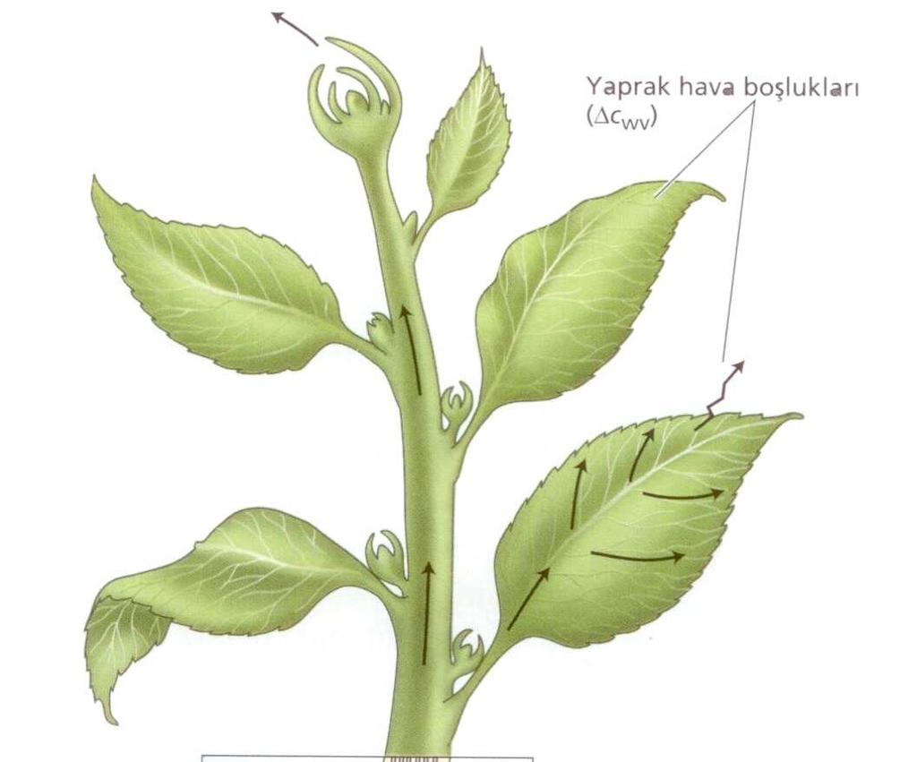 Şekik 3.4.Suyun alınması ve yukarı taşınması için oluşan dokular ve suyun iletim yolu (Taiz ve Zeiger, 2002) 3.4.SUYUN KÖKLER YOLUYLA ALINMASI Orman ağaçları, topraktaki su ve suda erimiş olan mineral maddeleri kökleri ile osmos yoluyla almaktadırlar (Şekil 3.