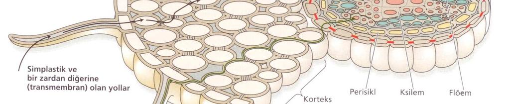 Suyun bitki kökleriyle alınması ve kısa mesafede ksileme kadar iletimi (Taiz ve Zeiger, 2002) (Üst); Su moleküllerinin zardan geçişi (Audesirk ve Audesirk, 1993)(Alt) Kök