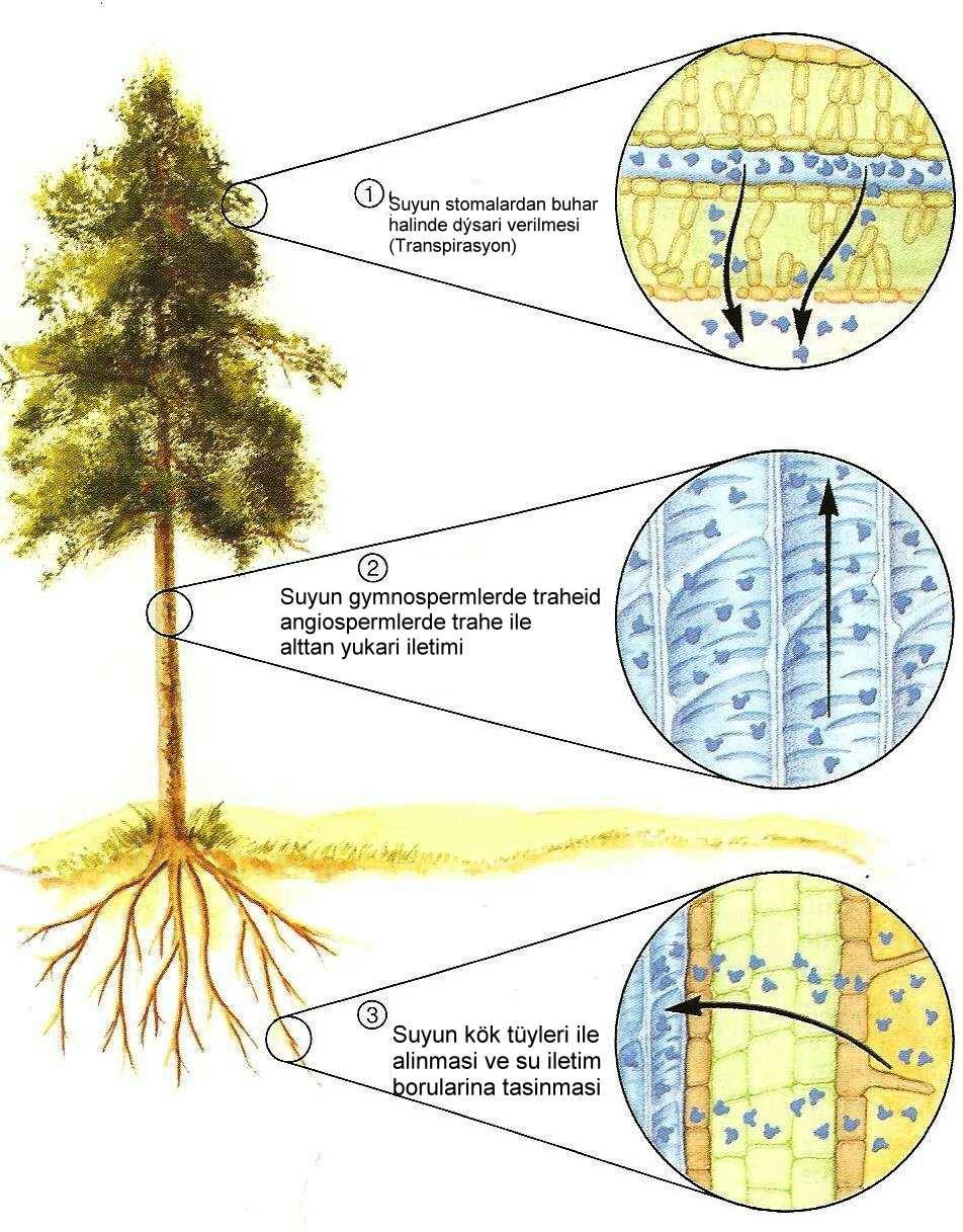 Suyun uzak mesafede iletimi, primer yapıda iletim demetlerinin ksilemleri ile, ağaç gövdelerinin bu amaç için oluşturduğu mikroskobik boyuttaki su borularında gerçekleşmektedir.