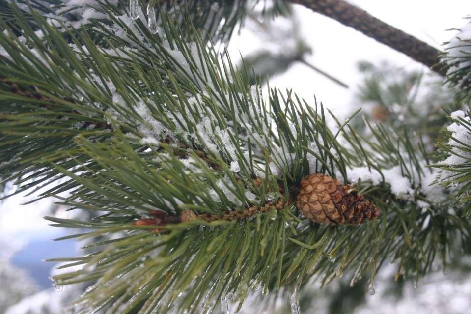 Pinus sylvestris var.