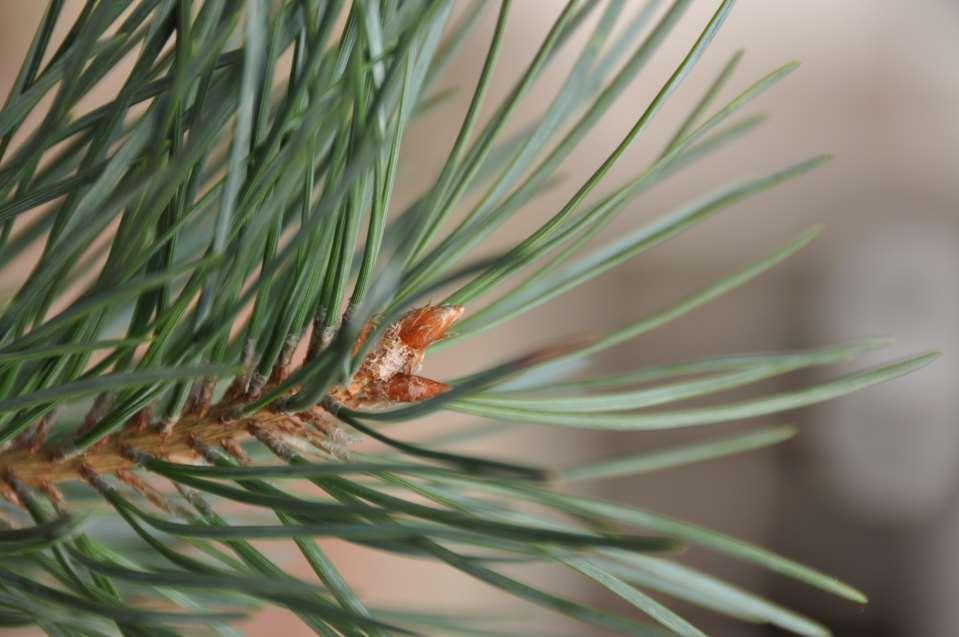 Pinus sylvestris var.