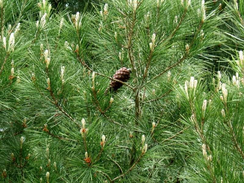 Çoğunlukla ikili, bazen de üçlü iğne yapraklar açık yeşil renkte uzun ve incedir.