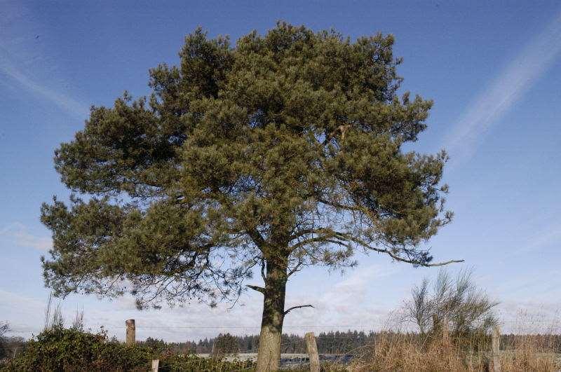 Pinus sylvestris var.