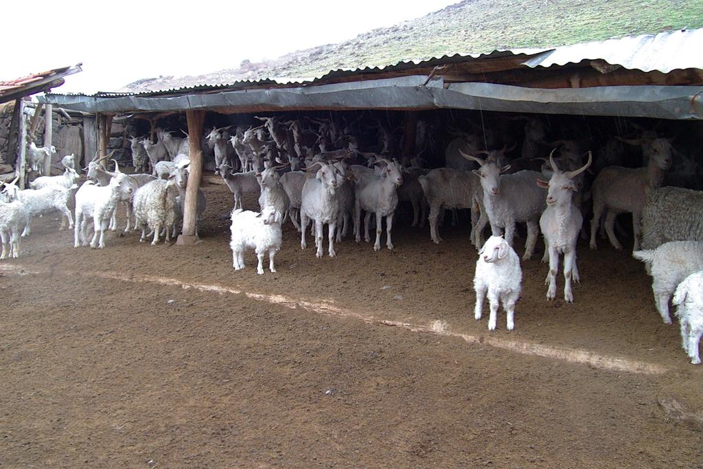 Büyük çoğunluğu Ankara başta olmak üzere İç Anadolu bölgesinde ve Türkiye genelinde Konya, Karaman, Eskişehir, Afyon, Çankırı, Çorum, Kastamonu, Kırşehir, Kütahya,