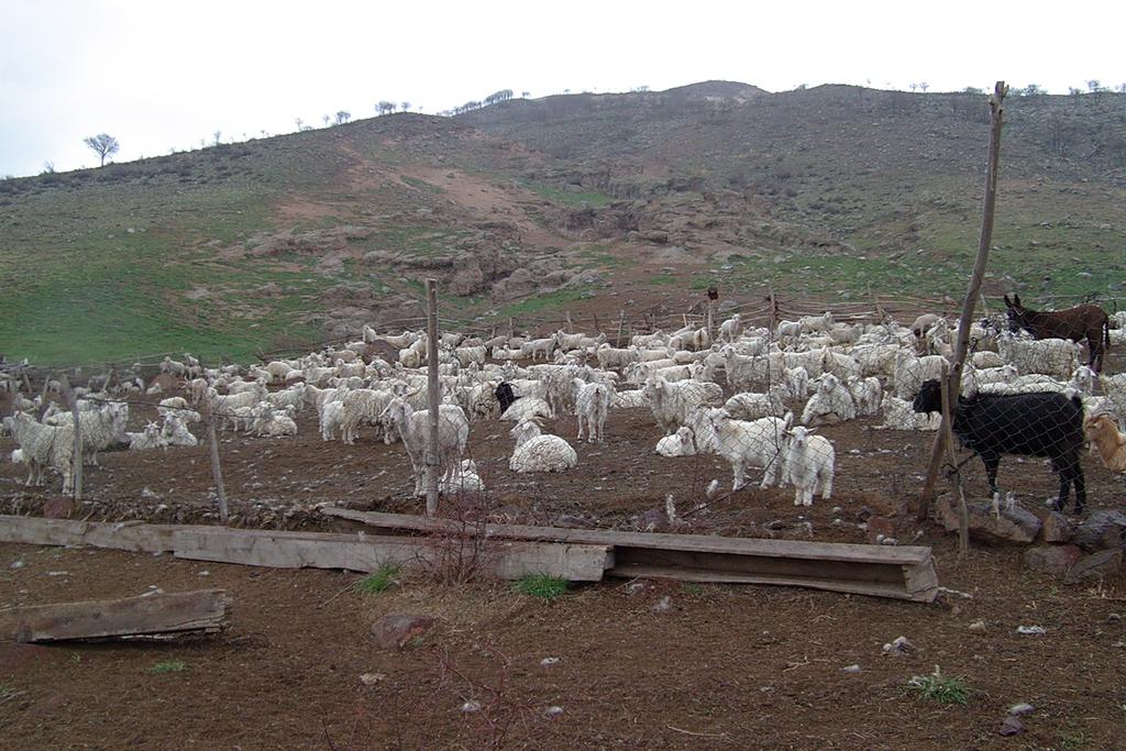 Ufak yapılı,, ince ve zarif vücut v yapısına sahip bir ırktır. r. Saflık k nişanelerinden biri alnındaki ndaki boynuzlar arası mesafedir. Bu mesafe 1-1 1.