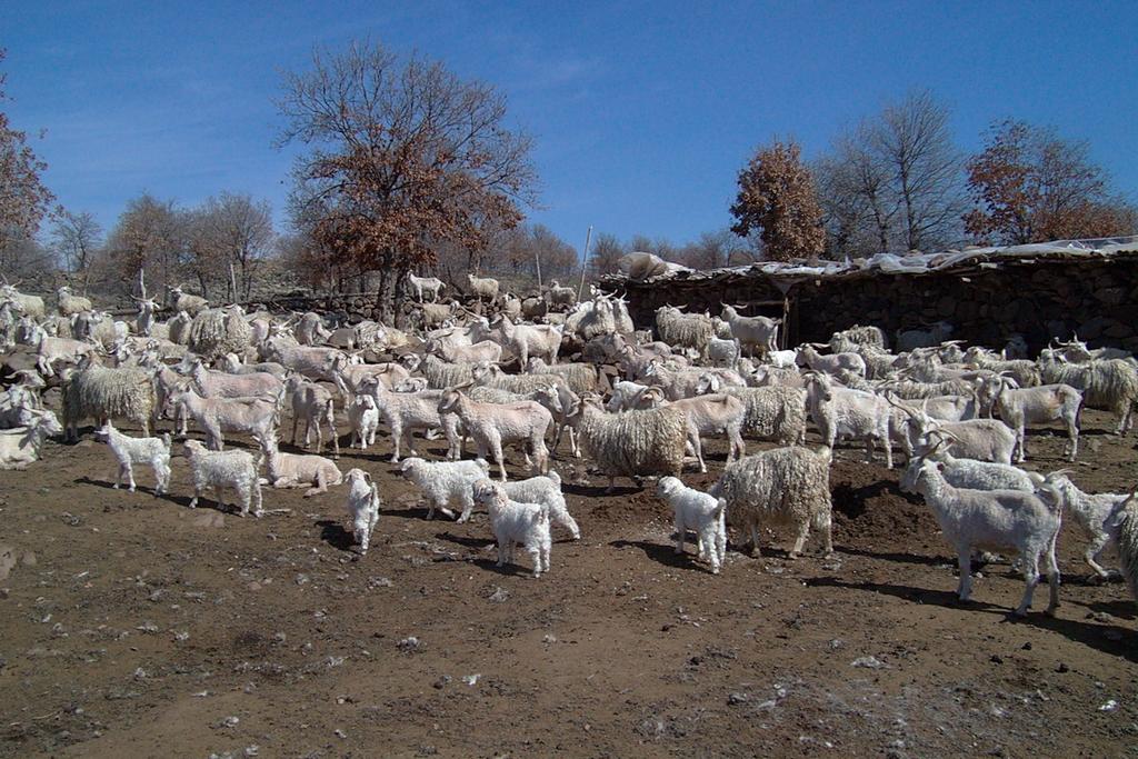 Alnında kakülü bulunan ve karın altı tamamen tiftikle örtülü olanlarda tiftik verimi