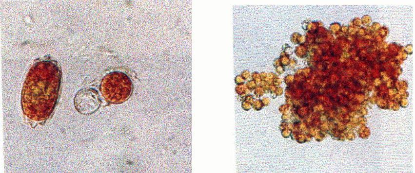 Chlamydomonas nivalis Kuzey yarımküredeki en bilinen kırmızı algdir.