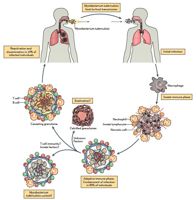 Alveollerde dört farklı olay gerçekleşebilir 4- Primer infeksiyon sonrası dorman haldeki