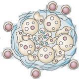 T-regülatör hücreler -Treg Tüberkülozla ilişkili birçok