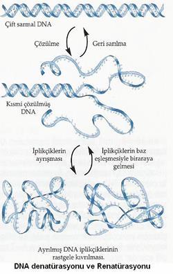 DNA nındenatürasyonu Dikkatli bir şekilde saflaştırılan DNA çözeltisi fizyolojik koşullarda oldukça yoğun bir haldedir.