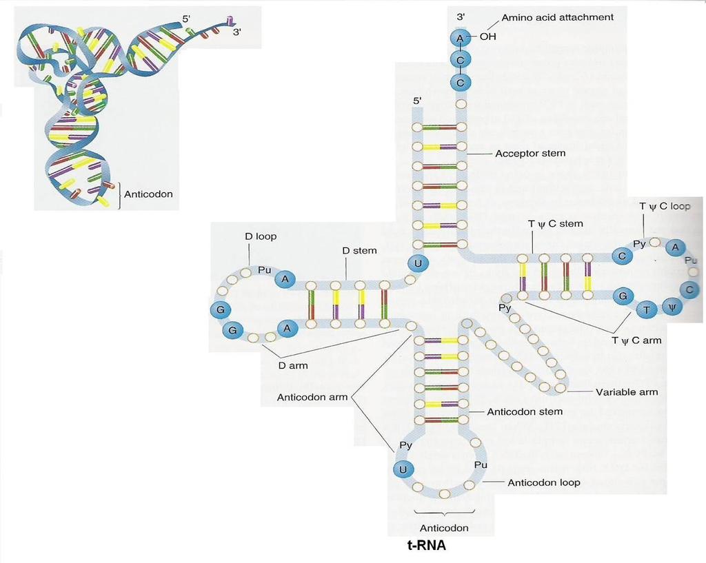mrna (messenger-haberci RNA): Bu RNA protein sentezi sırasında DNA daki genetik bilginin protein yapısına aktarılmasında kalıp görevi yapan aracı bir moleküldür.
