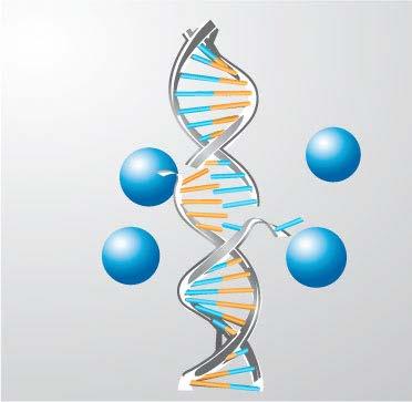 β-yayıcılar Düşük-LET β-radyasyon, DNA üzerinde tek sarmal kırıkları oluşturur 1 Tek sarmal DNA kırıkları kolayca onarılabilmektedir.