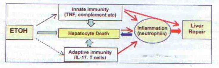 ALKOLİK HEPATİTDE TEDAVİDE YENİ HEDEFLER (OLMALI!