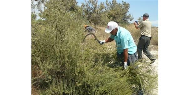 21 Ağustos 2014 (Milliyet Gazetesi) İlk olarak Tarsus Orman İşletme Müdürlüğü Tarsus Orman İşletme Şefliği sınırları içerisinde muhtelif bölmelerde bulunan 200 ton biberiye dört parti halinde açık