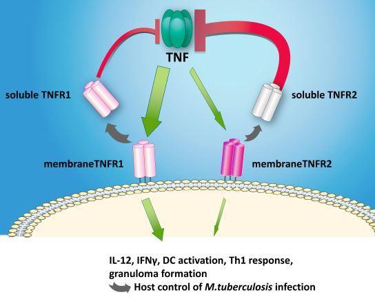 TNF-α Makrofaj, dendritik hücreler, T hücreler Transmembran protein TNFR1 ve TNFR2 bağlanır Antiapoptotik ve
