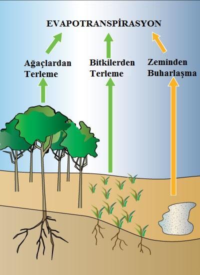 Evapotranpirasyon Evapotranspirasyon Bitki ve ağaçlardan terleme ile zeminden ve su yüzeylerinden buharlaşma ile kaybolan toplam su miktarına evapotranspirasyon denir (evaporasyon + transpirasyon).
