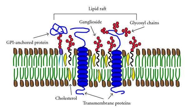 Lipid Raft Glikolipoproteinlerden