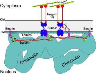 Lamin adlı fibröz ara filaman proteinlerinden oluşur.