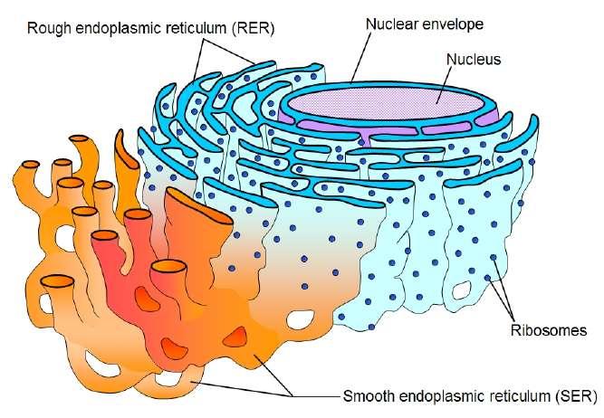 Endoplazma Re1kulumu