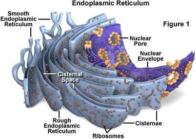 ER Ribozom Protein