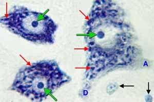 Granüllü Endoplazma Retikulumu Bazofilik görünüm Nissl cismi Granüllü