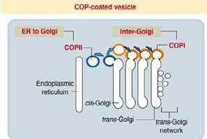 Golgi cismi de post-translasyonel