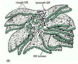 Granülsüz Endoplazma Retikulumu Granüllü granülsüz dönüşümü