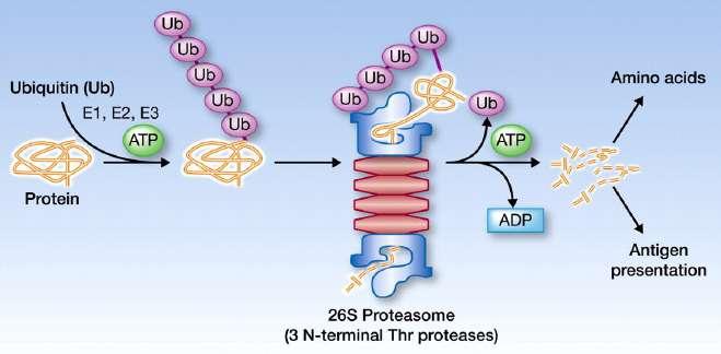 izlenebilirler. Proteazom Protein kompleksleridir.