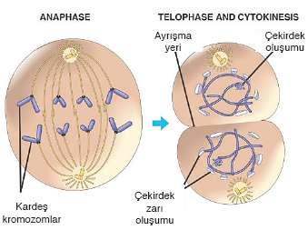 Anafazda kromozomlar karşı kutuplara çekilir. Kasılma halkası Mayoz birbirini izleyen iki mitoza benzer.