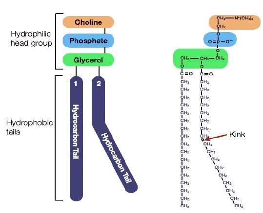 Fosfolipid molekülleri hücre zarını yapar Yağ asi1 kuyruk Hücre zarı fosfolipidleri Fosfotidil etanolamin
