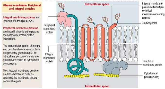 Membran proteini/lipidi oranı