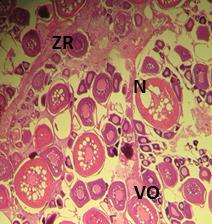 CA:Kortikal alveolar oosit N: nukleus Nl:nucleolus Bu dönemde Nukleus zarı parçalanır ve granüler yoğunlaģmada artıģlar oluģur.